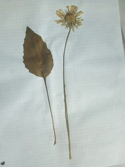 Doronicum plantagineum, photographed by Crap Fou