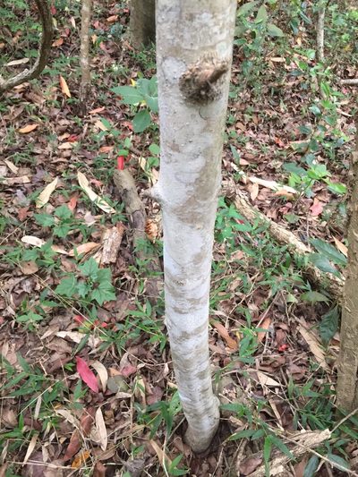 Vangueria macrocalyx, photographed by Sunčana Bradley