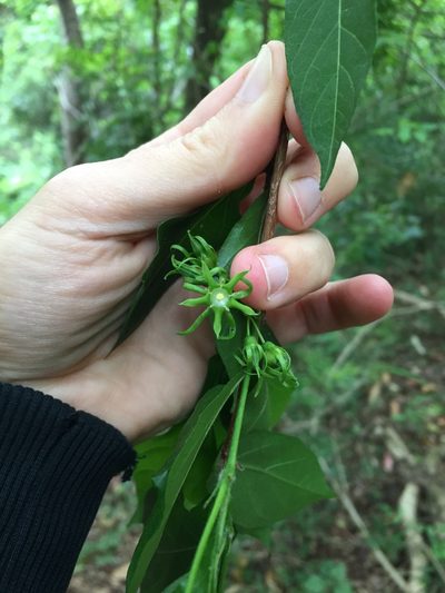 Vangueria macrocalyx, photographed by Sunčana Bradley