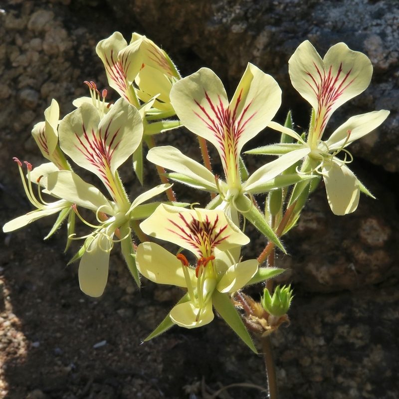 Pelargonium oblongatum, photographed by Kevin Murray