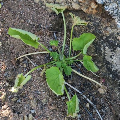 Pelargonium oblongatum, photographed by Kevin Murray