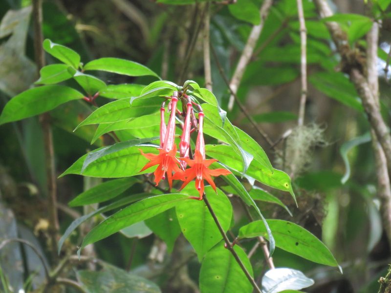 Fuchsia venusta, photographed by Nicolas Olejnik