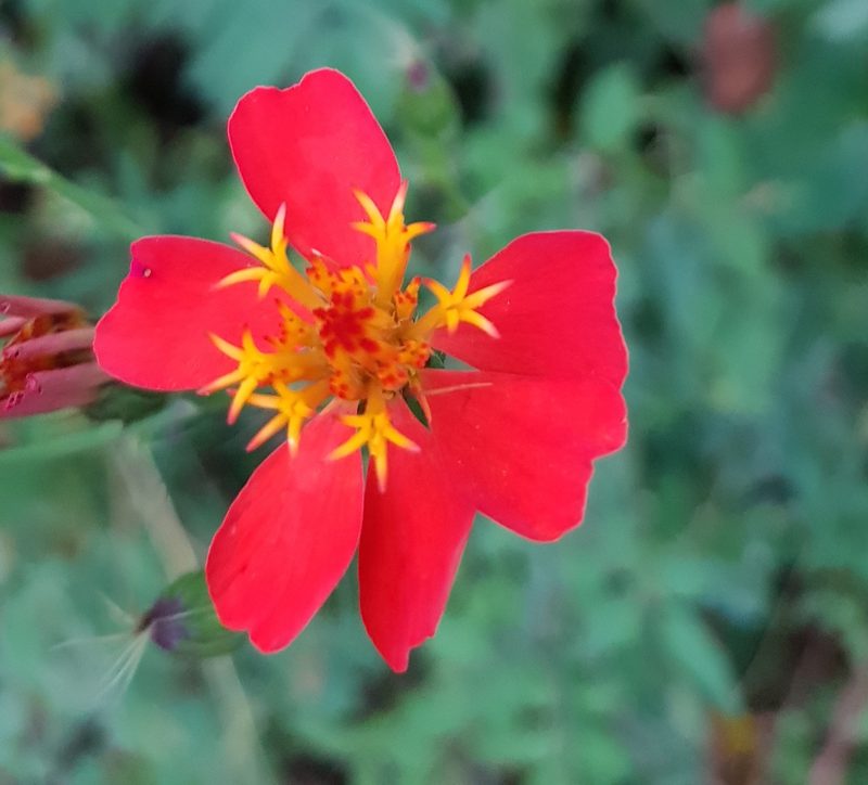 Adenophyllum glandulosum, photographed by Eugenio Padilla