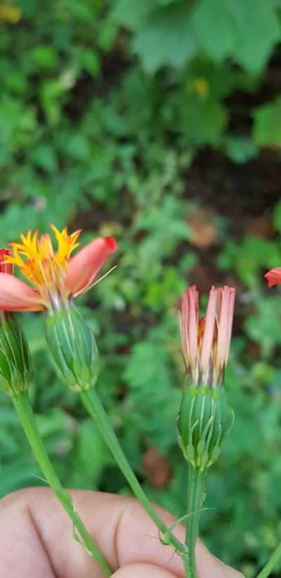 Adenophyllum glandulosum, photographed by Eugenio Padilla