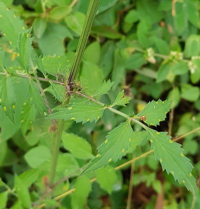 Adenophyllum glandulosum, photographed by Eugenio Padilla