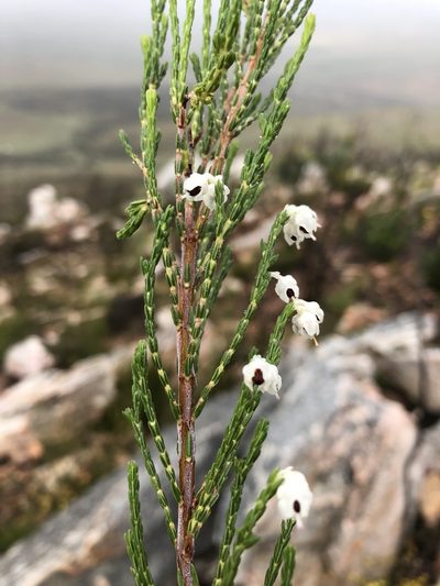 Erica pseudocalycina, photographed by Dave U