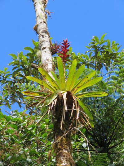 Tillandsia schimperiana, photographed by Nicolas Olejnik