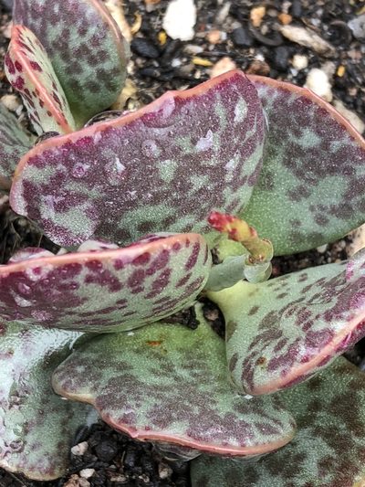 Adromischus inamoenus, photographed by Dave U