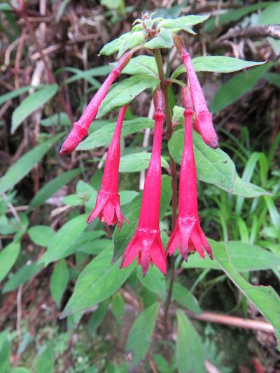 Fuchsia hartwegii, photographed by Nicolas Olejnik