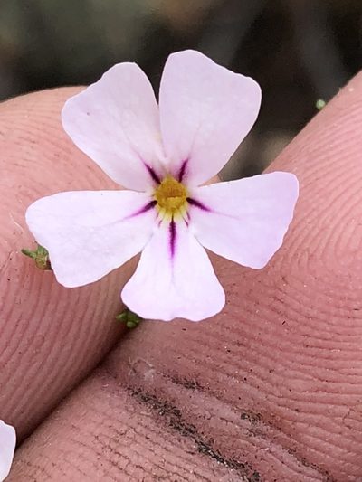 Jamesbrittenia aspalathoides, photographed by Dave U