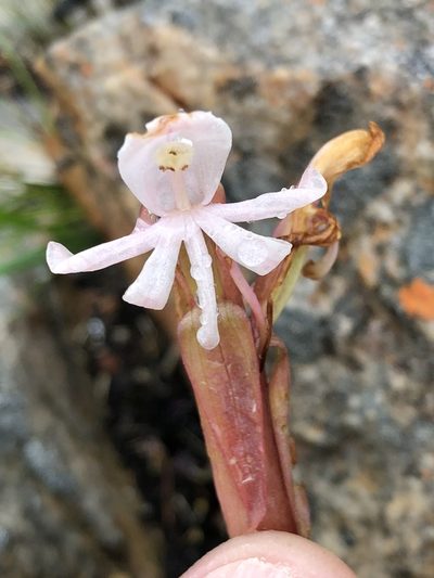 Satyrium pallens, photographed by Dave U