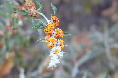 Buddleja tucumanensis, photographed by Romi Galeota Lencina