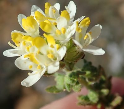 Polycarena aurea, photographed by Peter Warren