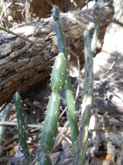 Salmonopuntia salmiana, photographed by Nicolas Olejnik