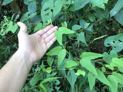 Passiflora rubra, photographed by Marcos Rodriguez Bobadilla