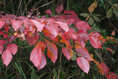 Neoshirakia japonica, photographed by harum.koh
