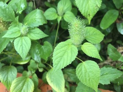Acalypha alopecuroidea, photographed by Marcos Rodriguez Bobadilla