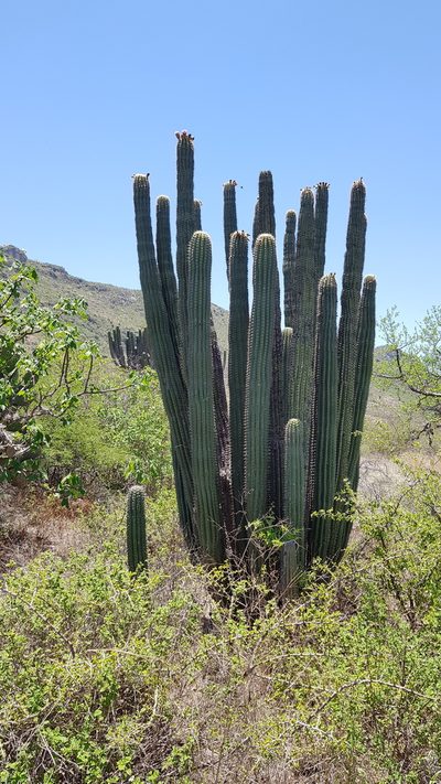 Stenocereus treleasei, photographed by Eugenio Padilla