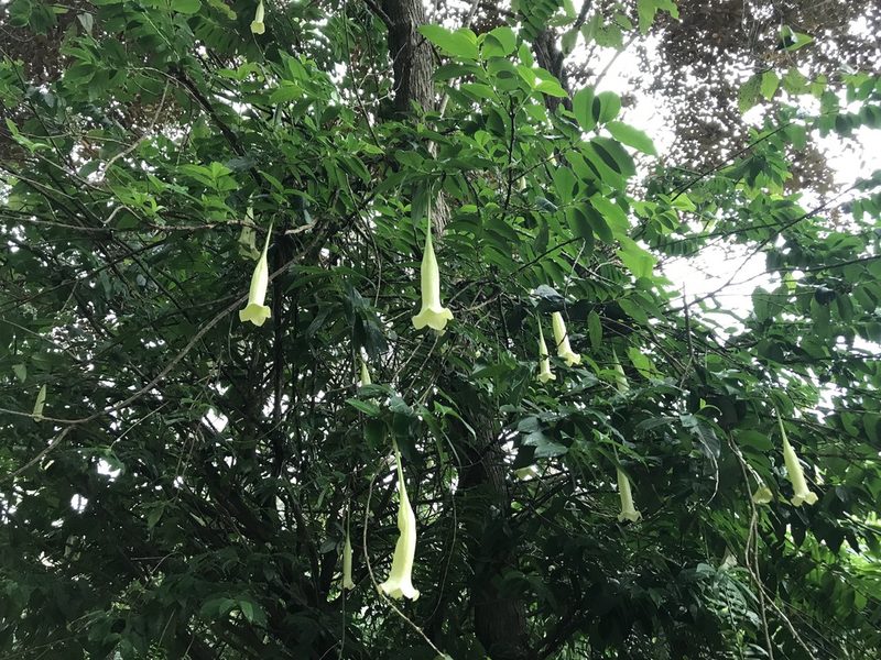 Cubanola domingensis, photographed by Marcos Rodriguez Bobadilla