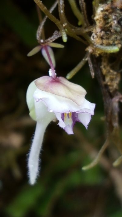 Utricularia jamesoniana, photographed by Norma Malinowski