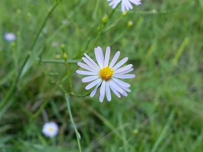 Boltonia asteroides, photographed by Tyler Bishop
