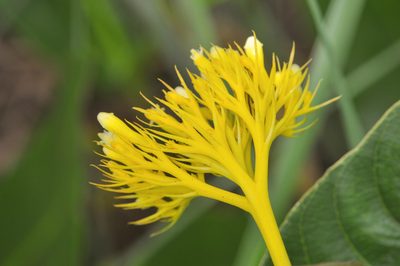 Palicourea coriacea, photographed by Morten Ross