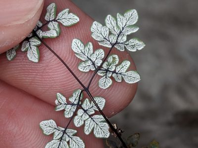 Argyrochosma dealbata, photographed by Alison Northup
