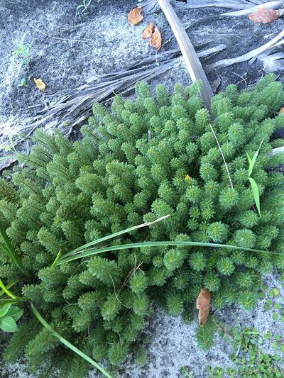 Limnophila sessiliflora, photographed by Ian Pfingsten