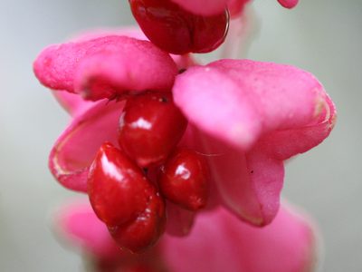 Euonymus hamiltonianus, photographed by Randy A Nonenmacher