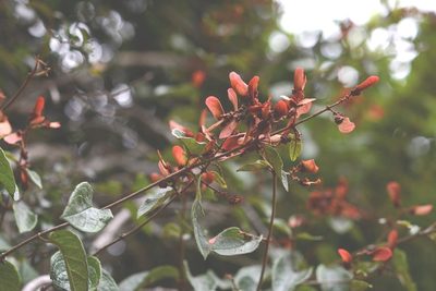 Heteropterys brachiata, photographed by Neptalí Ramírez Marcial