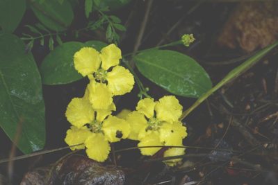 Stigmaphyllon ellipticum, photographed by Neptalí Ramírez Marcial