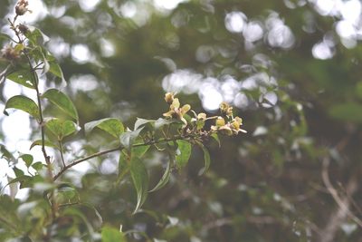 Tetrapterys schiedeana, photographed by Neptalí Ramírez Marcial