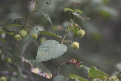 Ayenia micrantha, photographed by Neptalí Ramírez Marcial