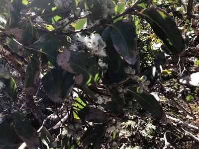 Eucalyptus baxteri, photographed by Geoff Shuetrim