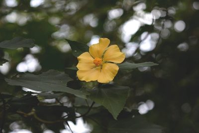 Dendrosida sharpiana, photographed by Neptalí Ramírez Marcial