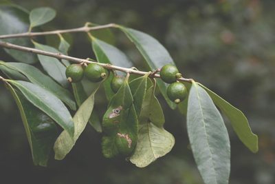 Eugenia acapulcensis, photographed by Neptalí Ramírez Marcial