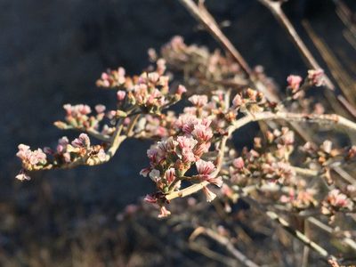 Eriogonum plumatella, photographed by Robbie Hannawacker