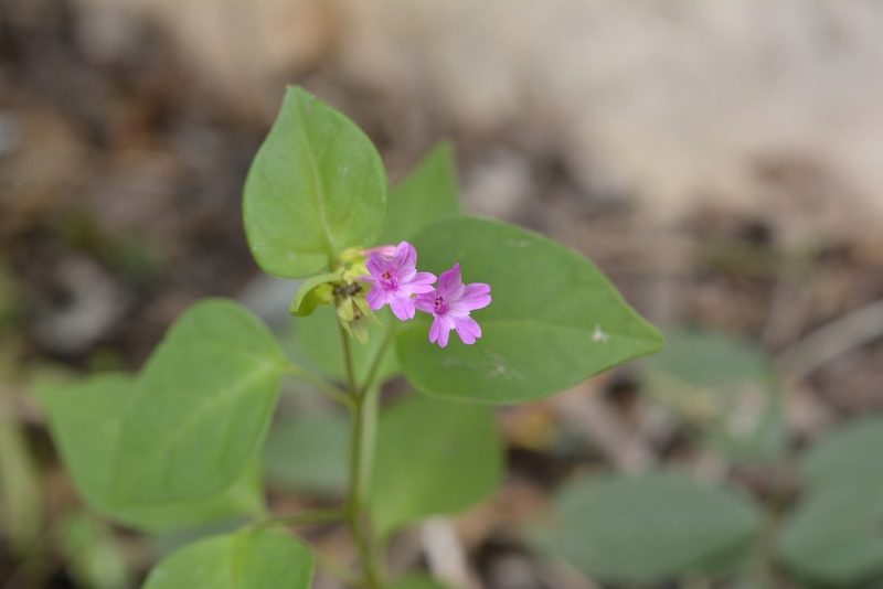 Mirabilis sanguinea, photographed by Neptalí Ramírez Marcial