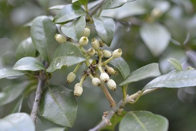 Pisonia donnellsmithii, photographed by Neptalí Ramírez Marcial