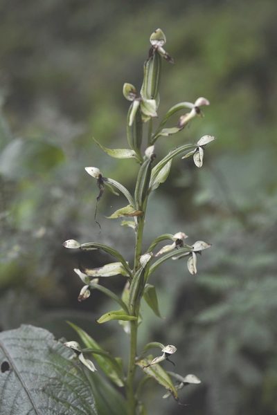 Habenaria macroceratitis, photographed by Neptalí Ramírez Marcial