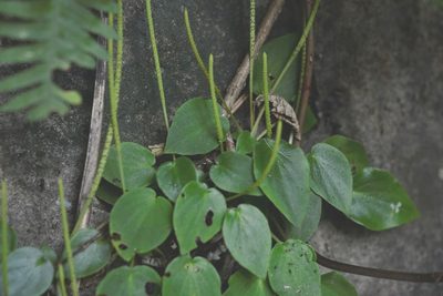 Peperomia lanceolatopeltata, photographed by Neptalí Ramírez Marcial
