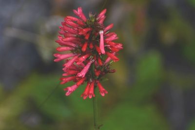 Russelia verticillata, photographed by Neptalí Ramírez Marcial