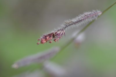Bouteloua elata, photographed by Neptalí Ramírez Marcial