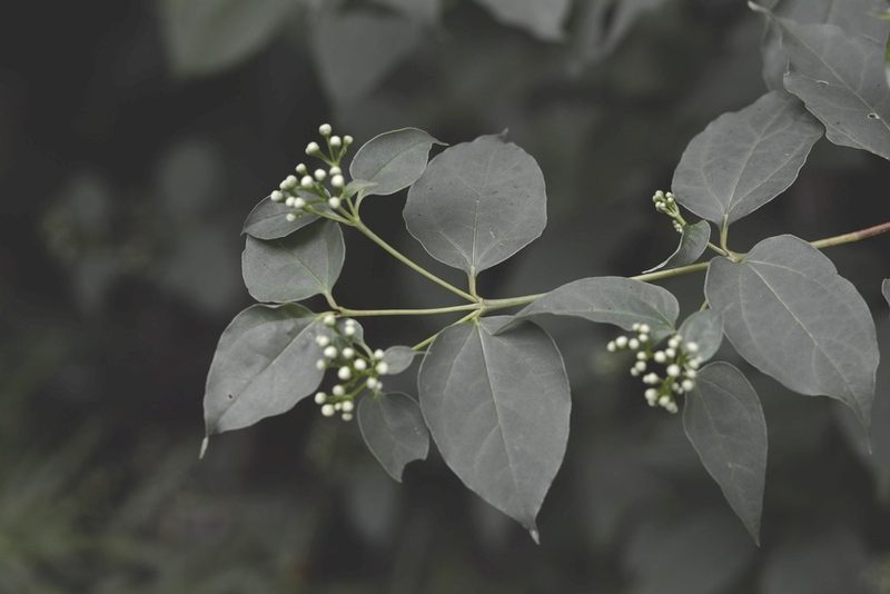 Salmea scandens, photographed by Neptalí Ramírez Marcial