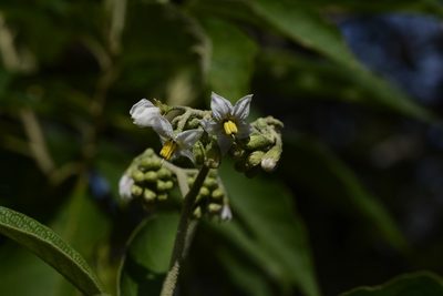 Solanum chiapasense, photographed by Neptalí Ramírez Marcial