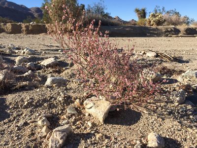 Eriogonum davidsonii, photographed by Robbie Hannawacker