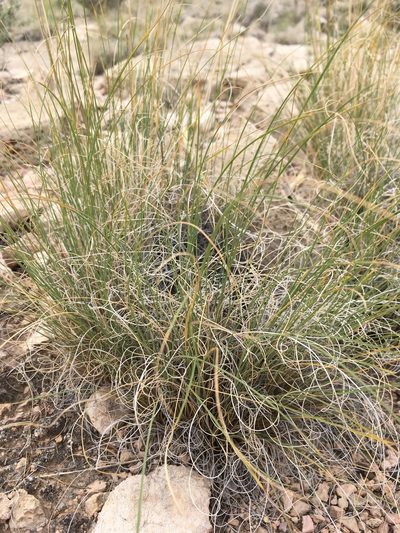 Muhlenbergia setifolia, photographed by Cecelia Alexander