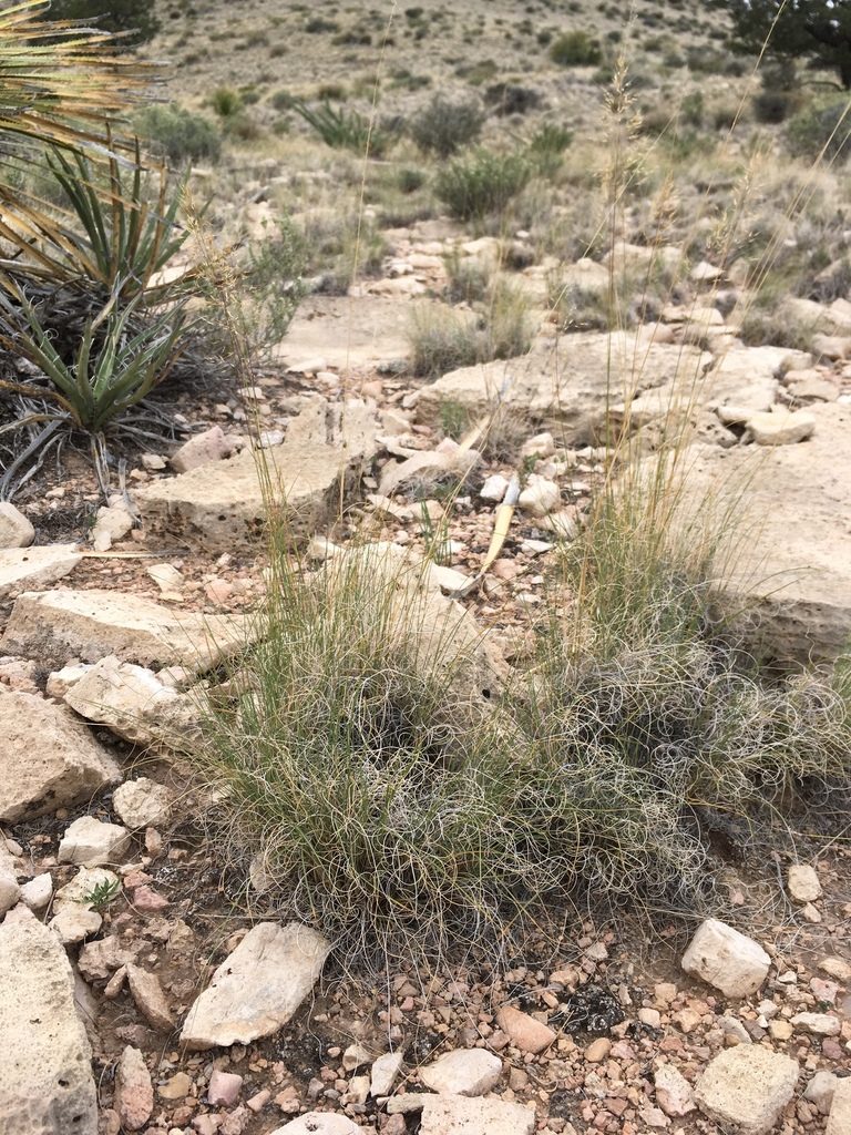 Muhlenbergia setifolia, photographed by Cecelia Alexander