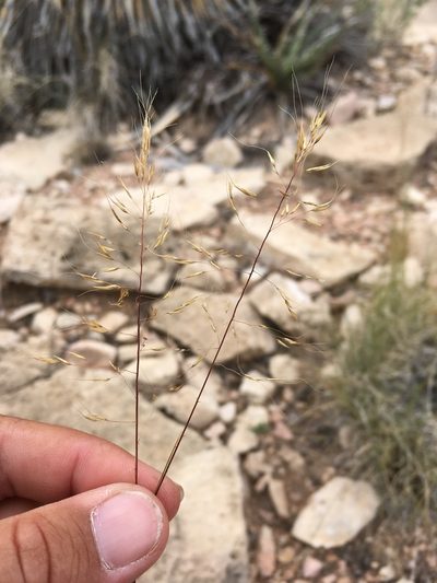 Muhlenbergia setifolia, photographed by Cecelia Alexander
