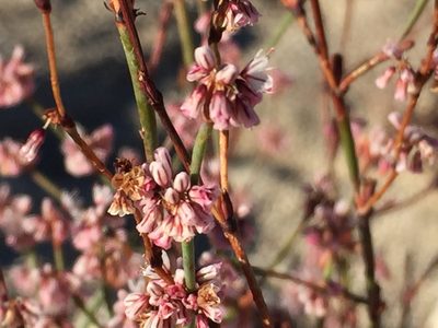 Eriogonum davidsonii, photographed by Robbie Hannawacker